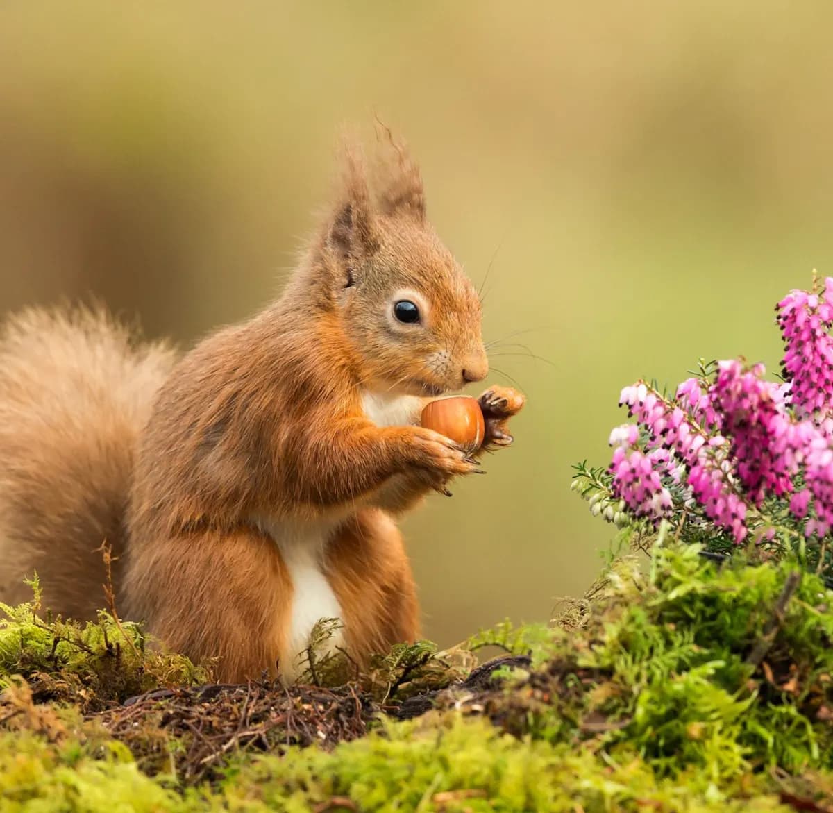 Loch Ness Afforestation